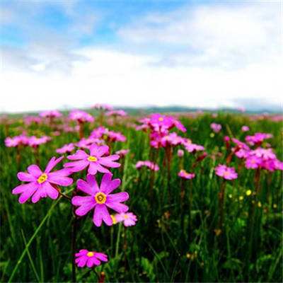 押注篮球的app手机app下载